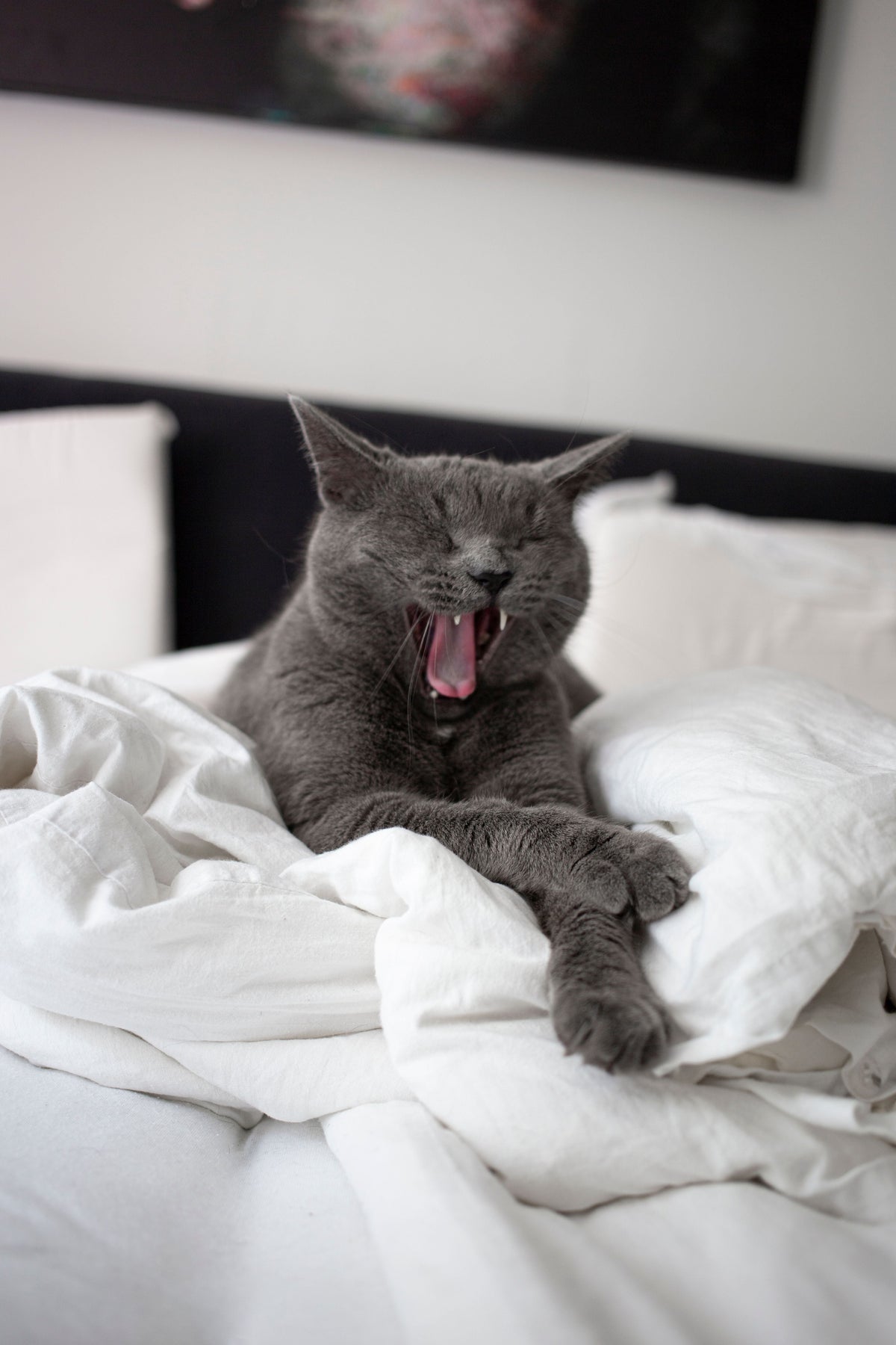 Sleep & Comfort